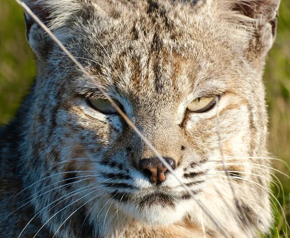 A bobcat in long grass, looking into the camera