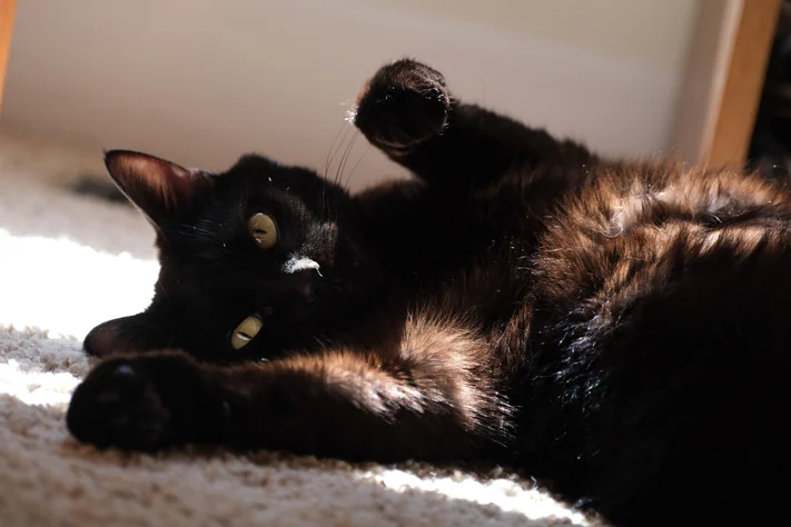 A black cat stretched out on a sunlit carpet